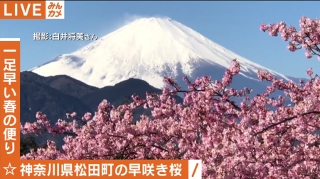AbemaTV 河津桜と富士山