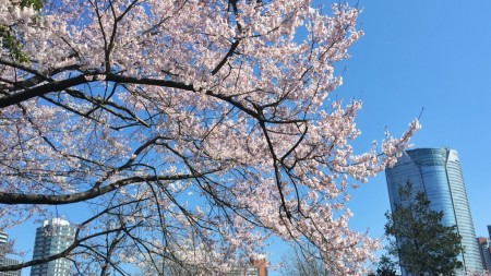 青山霊園の桜と六本木ヒルズ