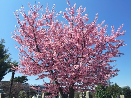 青山霊園の桜20150327