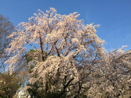 六義園の枝垂桜2015