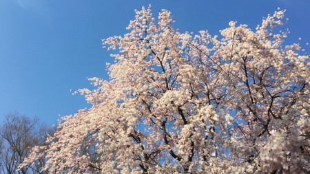 六義園の枝垂桜2015