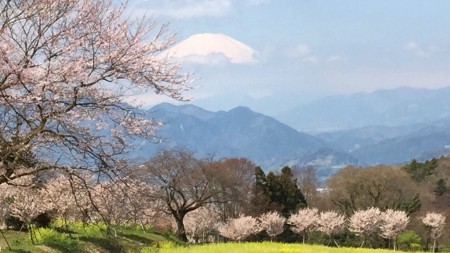 「蜂花苑」の桜と富士山