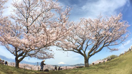 吾妻山公園の桜と富士山