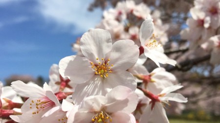 吾妻山公園の桜と富士山