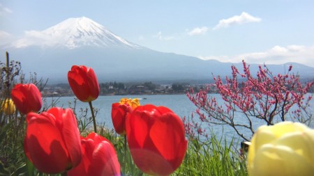 河口湖の長崎公園の桜