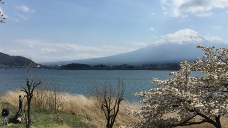 河口湖の長崎公園の桜