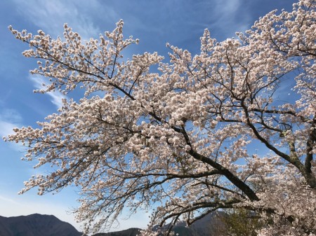 河口湖長崎公園の桜