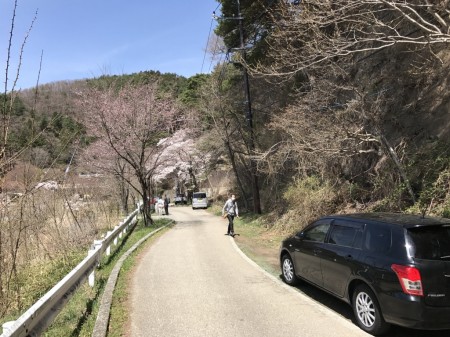 河口湖長崎公園の桜