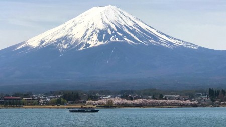 河口湖長崎公園の桜と富士山