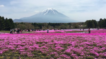 富士芝桜まつり2016