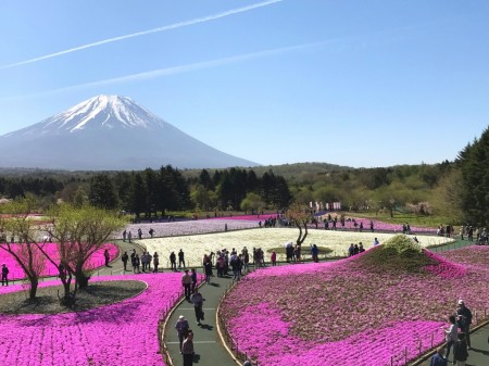 富士芝桜まつり　展望台