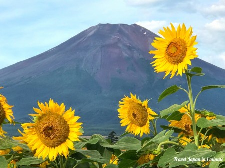 山中湖花の都公園　ひまわりと富士山