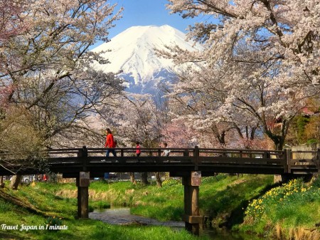 忍野八海 新名庄川沿いの桜と富士山