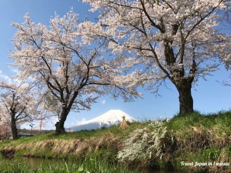 忍野八海 新名庄川沿いの桜と富士山