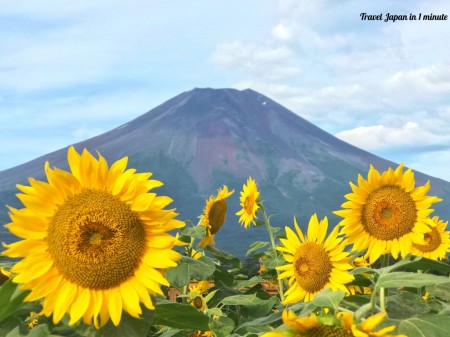 山中湖花の都公園　ひまわりと富士山