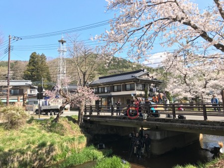 忍野村お宮橋の桜