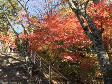 新倉山浅間公園の咲くや姫階段の紅葉