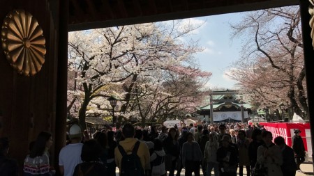 靖国神社の神門と桜