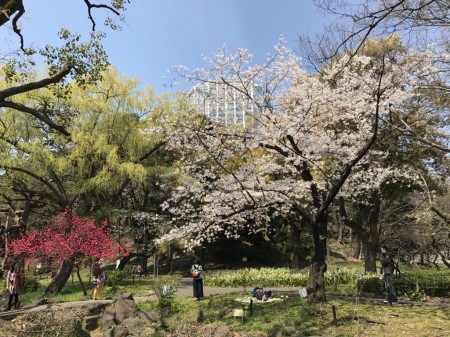 芝公園の桜