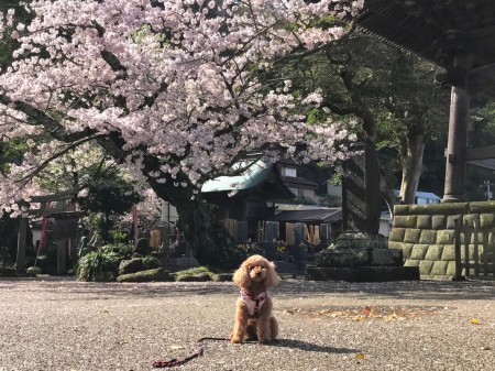 鎌倉光明寺の桜とトイプードル