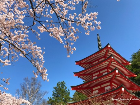 新倉山浅間公園の忠霊塔と桜
