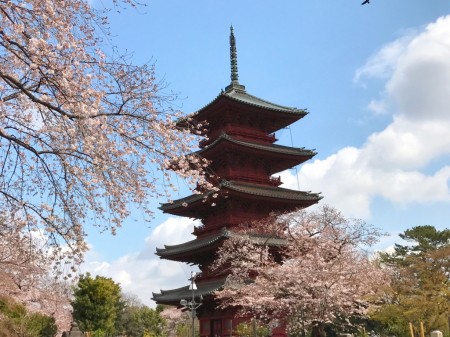 池上本門寺の五重塔と桜