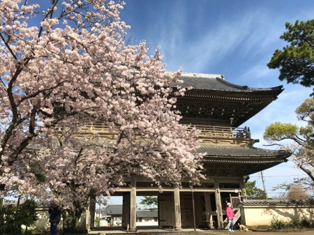 鎌倉光明寺の山門と桜