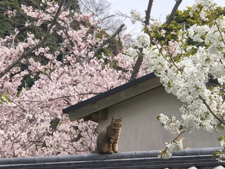 鎌倉光明寺の猫と桜