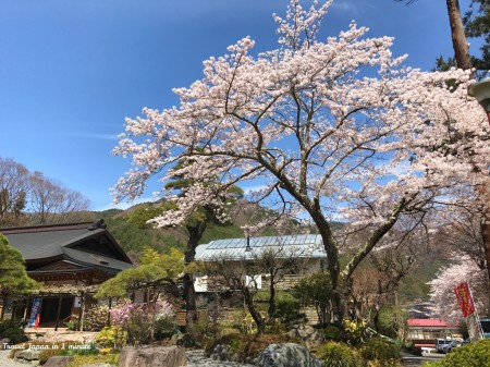 富士吉田の正福寺と桜