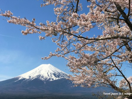 新倉山浅間公園の富士山と桜