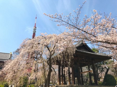 増上寺の鐘楼堂と桜、東京タワー