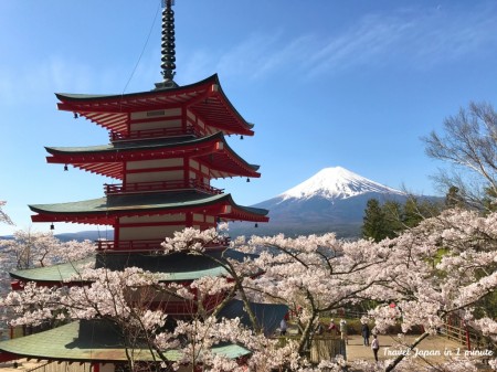 新倉山浅間公園の桜、富士山、忠霊塔