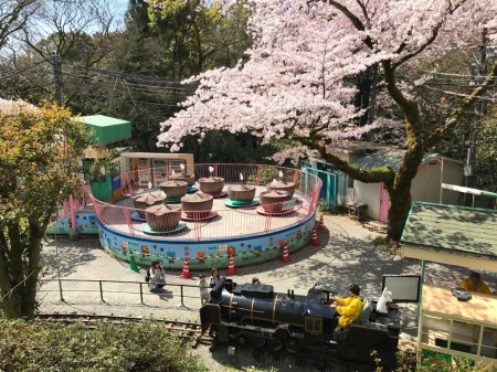 小田原城址公園こども遊園地の豆汽車と桜