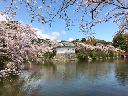 小田原城のお堀と桜