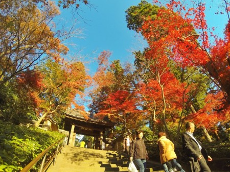 鎌倉　円覚寺の紅葉