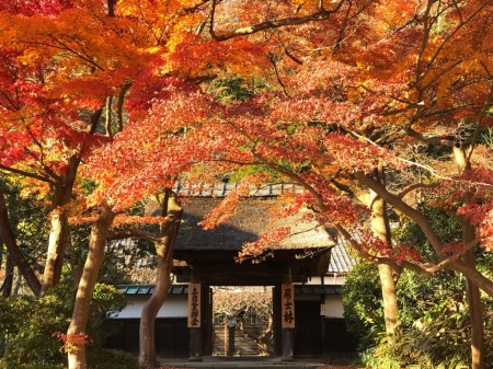 鎌倉　円覚寺　居士林の紅葉
