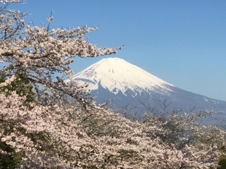 御殿場平和公園の桜と富士山