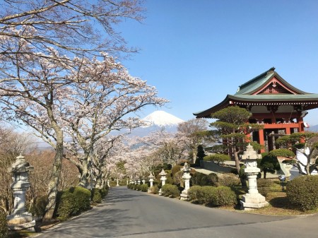 御殿場平和公園の桜と富士山