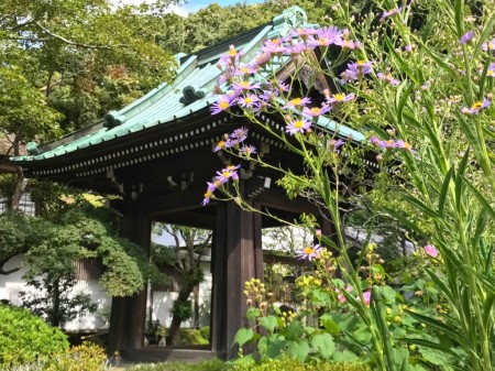 鎌倉　海蔵寺の鐘楼とシオン
