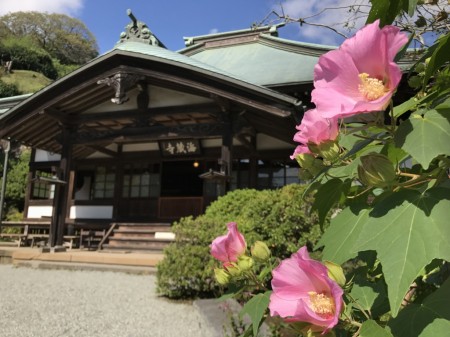 鎌倉　海蔵寺のフヨウと本堂