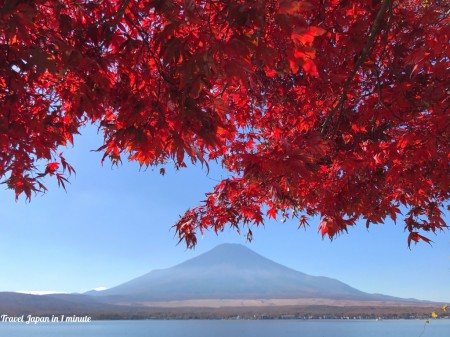 山中湖　長池親水公園の近くの紅葉と富士山